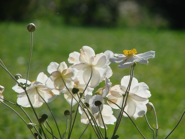 japanske anemone bijele
